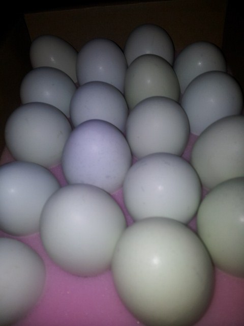 幸せの青い鳥?!