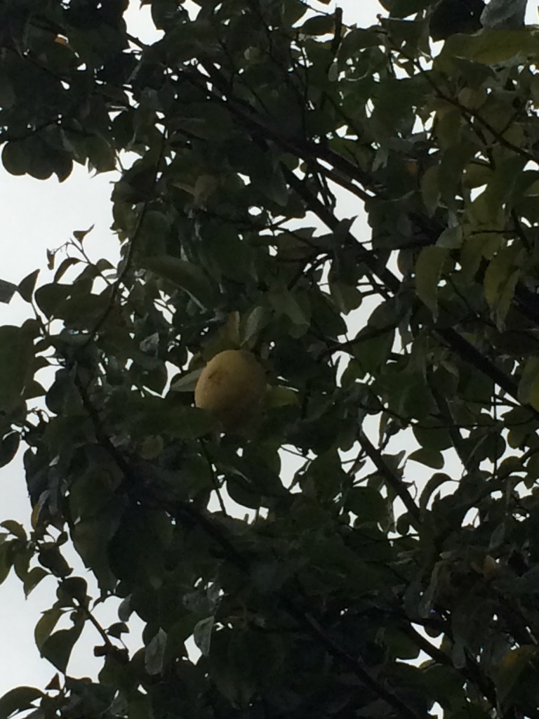 この木何の木気になる木