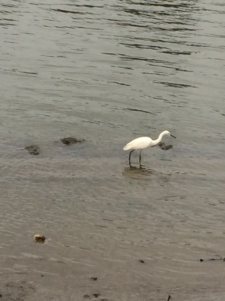 駆け足でやってきた!