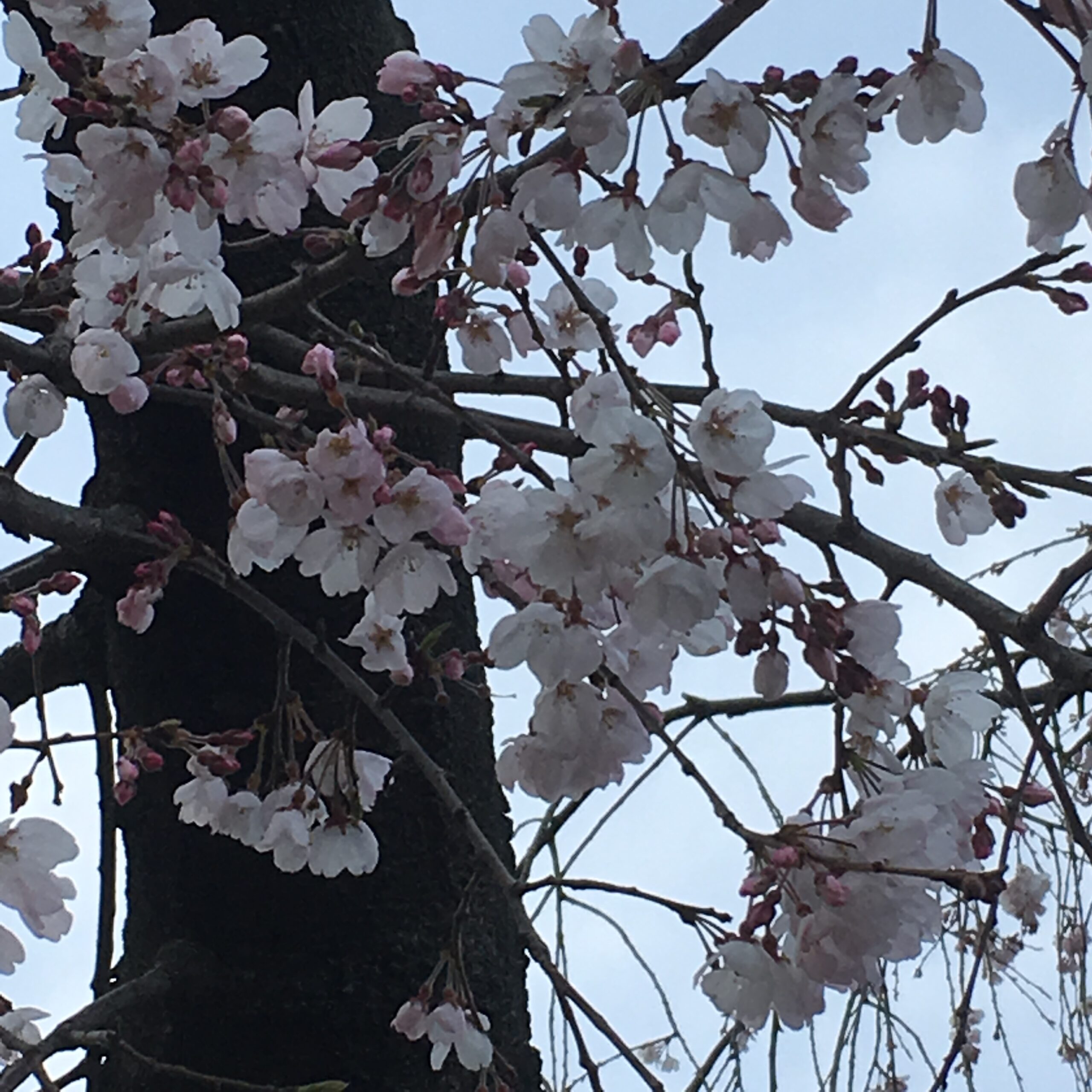 花盛りの一コマ